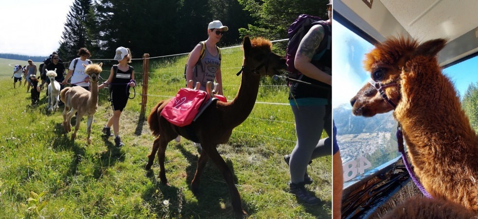 Trekking alla scoperta delle Dolomiti con gli alpaca Picasso e Manolo